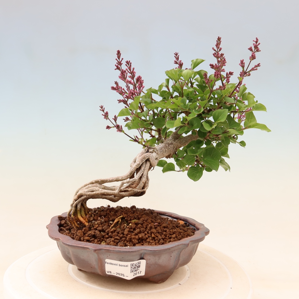 Bonsai da esterno - Syringa microphylla - lillà a fiore piccolo