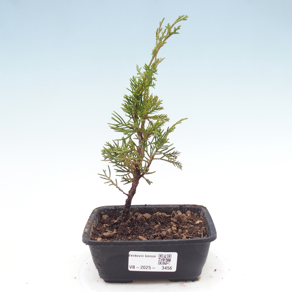 Bonsai da esterno - Juniperus chinensis Itoigawa