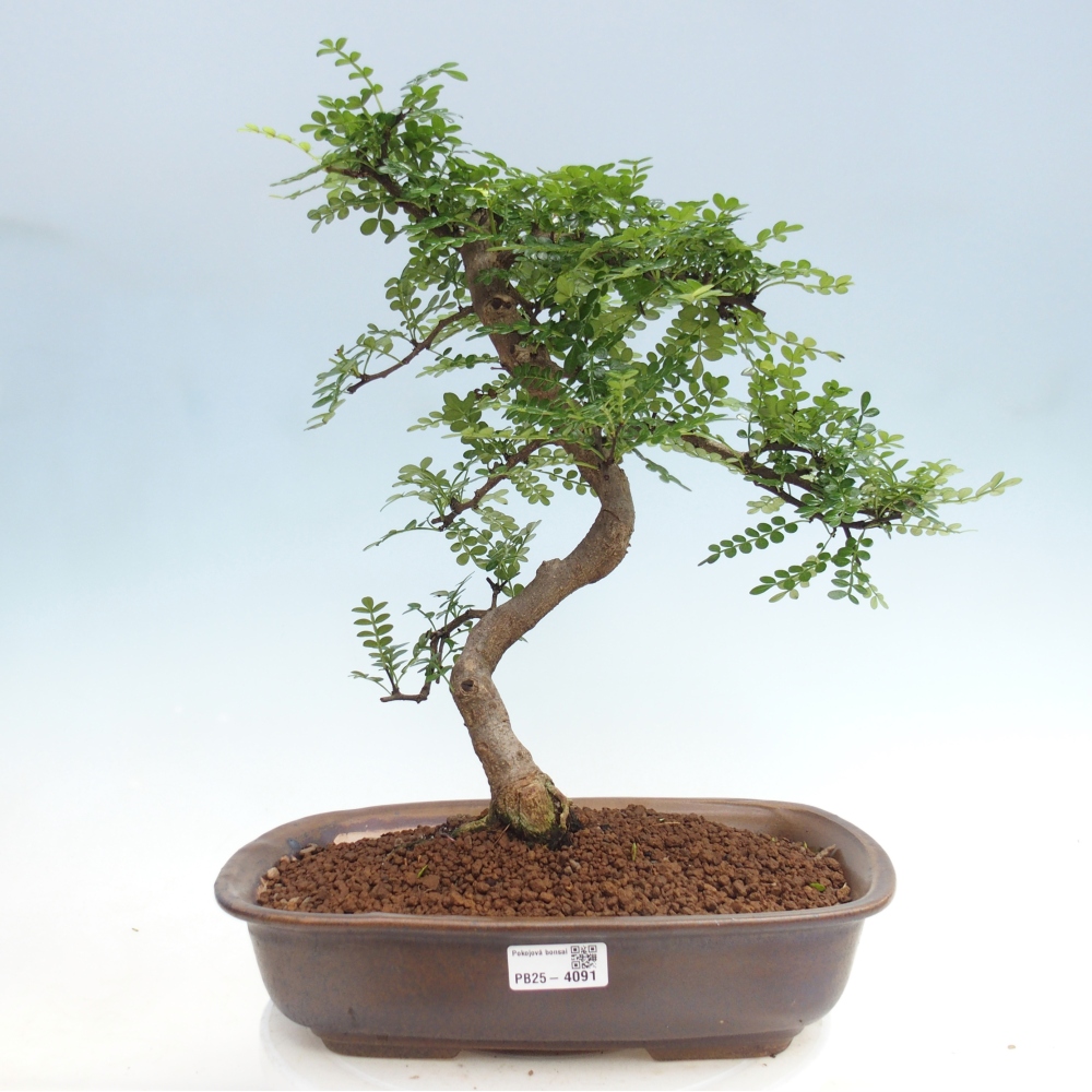 Camera bonsai - Zantoxylum piperitum - albero del pepe
