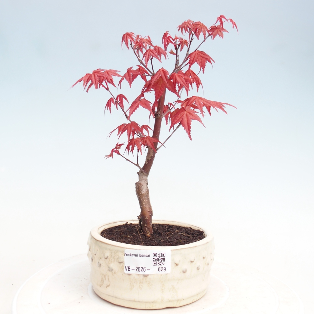Bonsai da esterno - Acer palmatum DESHOJO