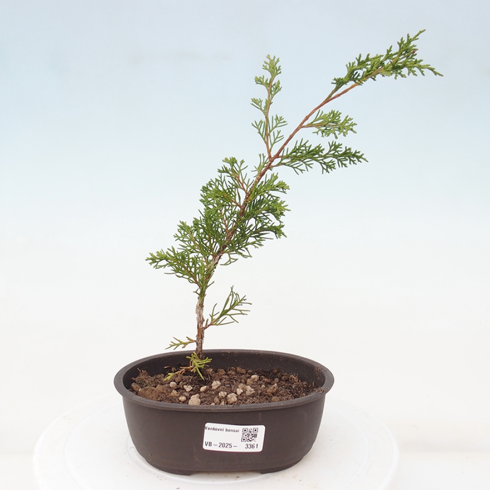 Bonsai da esterno - Juniperus chinensis Itoigawa