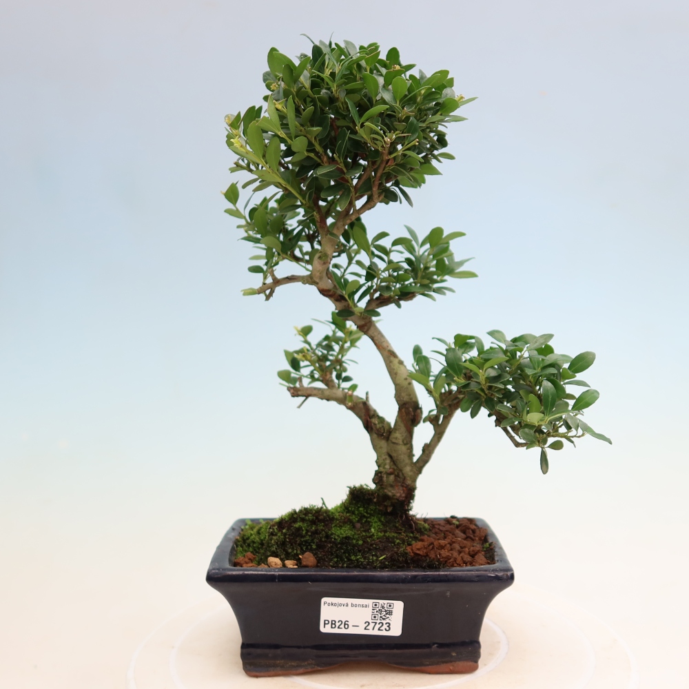 Camera bonsai - Ilex crenata - Agrifoglio