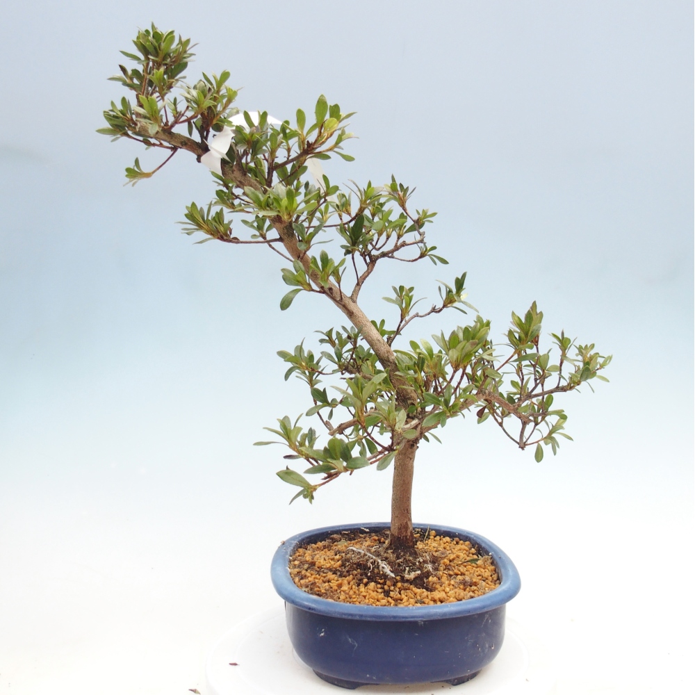 Bonsai da esterno - Azalea giapponese - Azalea Senhime