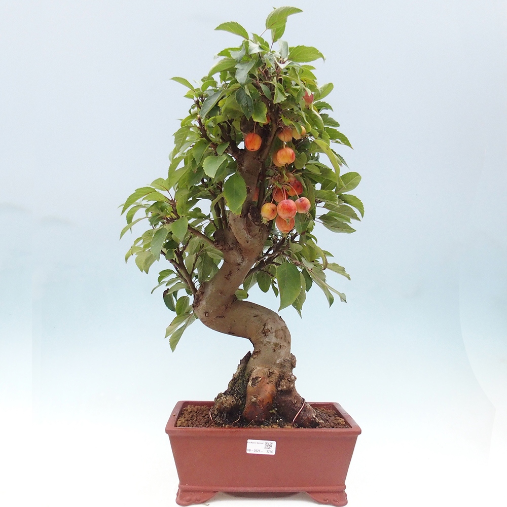 Bonsai da esterno -Malus halliana - Melo a frutto piccolo