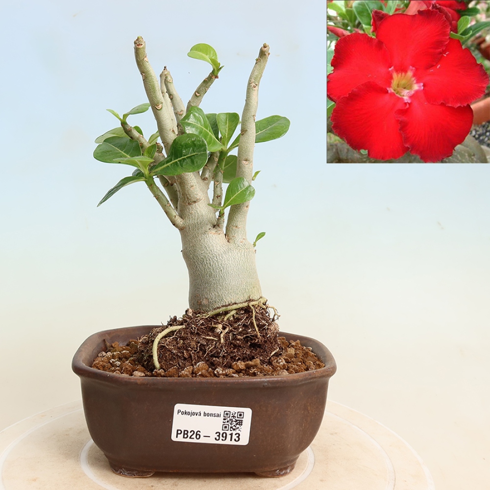 Bonsai da interno - Adenium obesum Red Star - Rosa del deserto