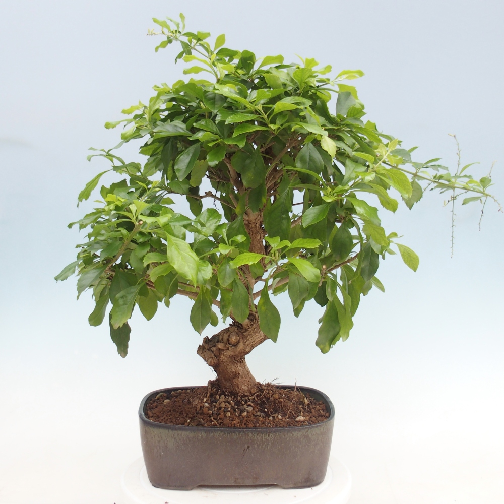 Camera bonsai - Duranta repens -Duranta