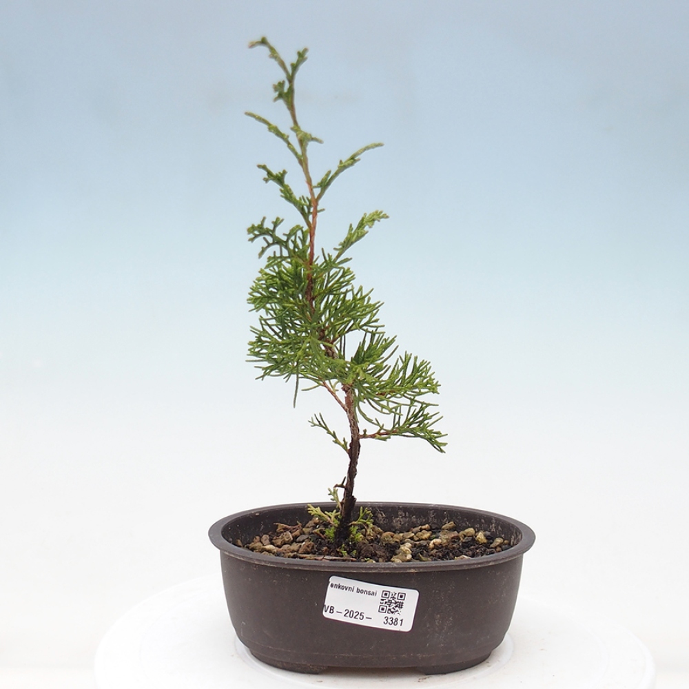 Bonsai da esterno - Juniperus chinensis Itoigawa