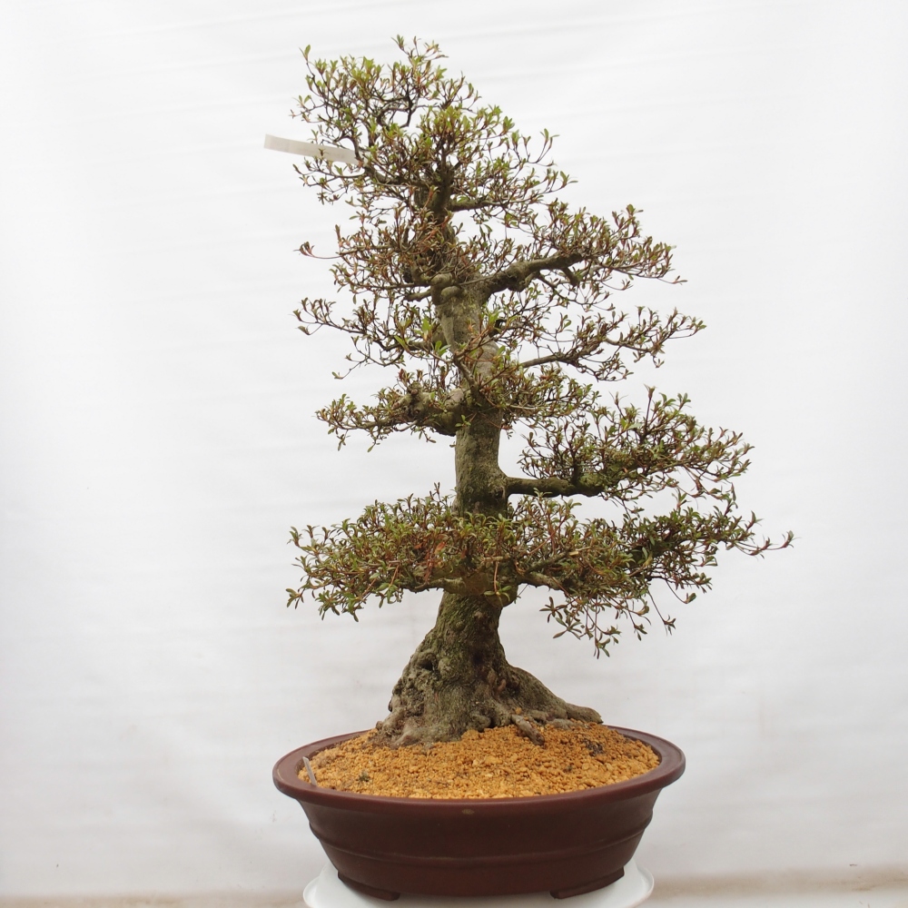 Bonsai da esterno - Azalea giapponese - Azalea Kinu-no-Hikari