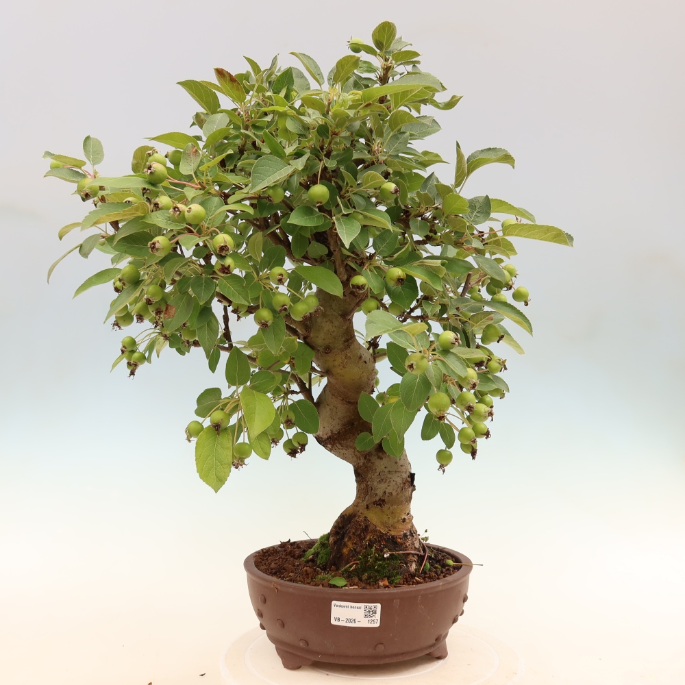 Bonsai da esterno -Malus halliana - Melo a frutto piccolo