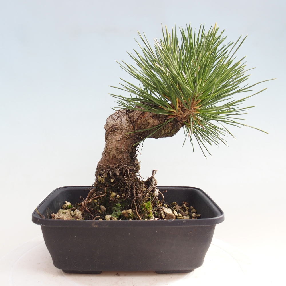 Bonsai da esterno - Pinus thunbergii - Pino di Thunberg