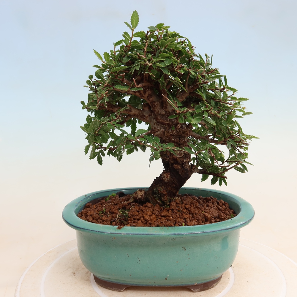 Bonsai da esterno - Zelkova - Zelkova NIRE