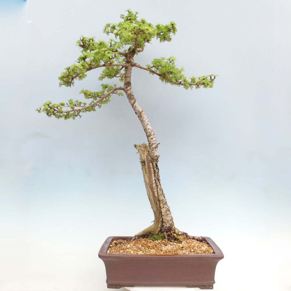 Bonsai da esterno -Larix decidua - Larice - Solo trasporto su pallet