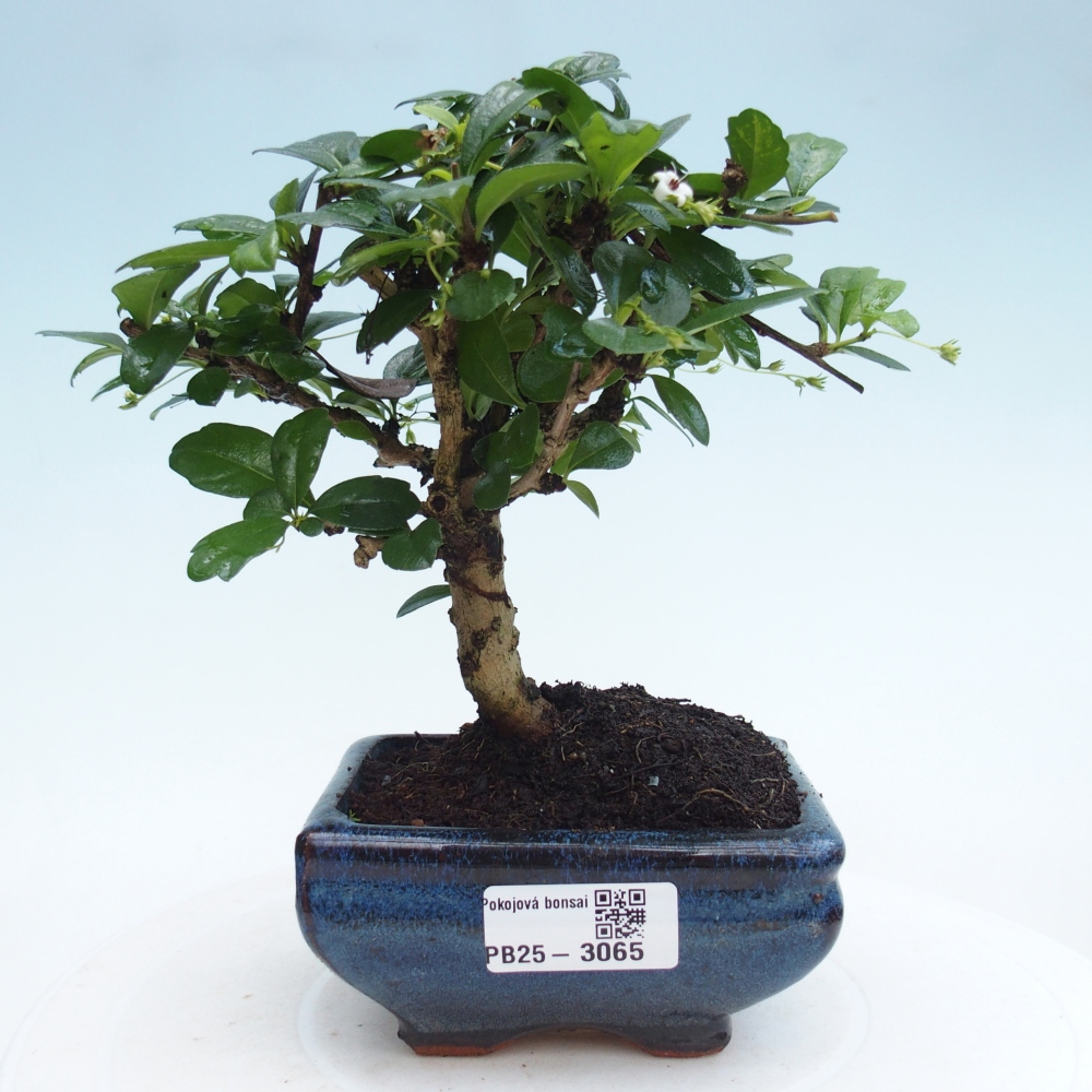 Camera bonsai - Carmona macrophylla - Tea fuki