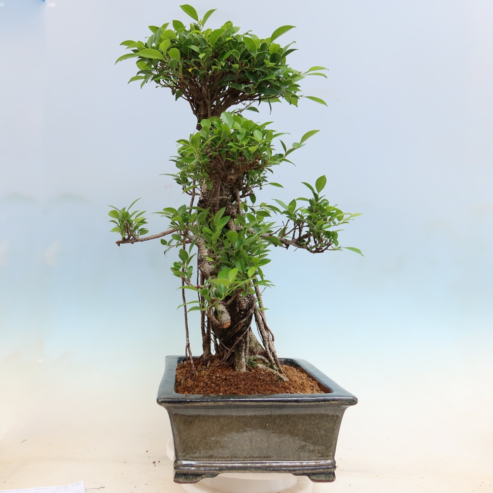 Camera bonsai - Ficus kimmen - ficus a foglie piccole
