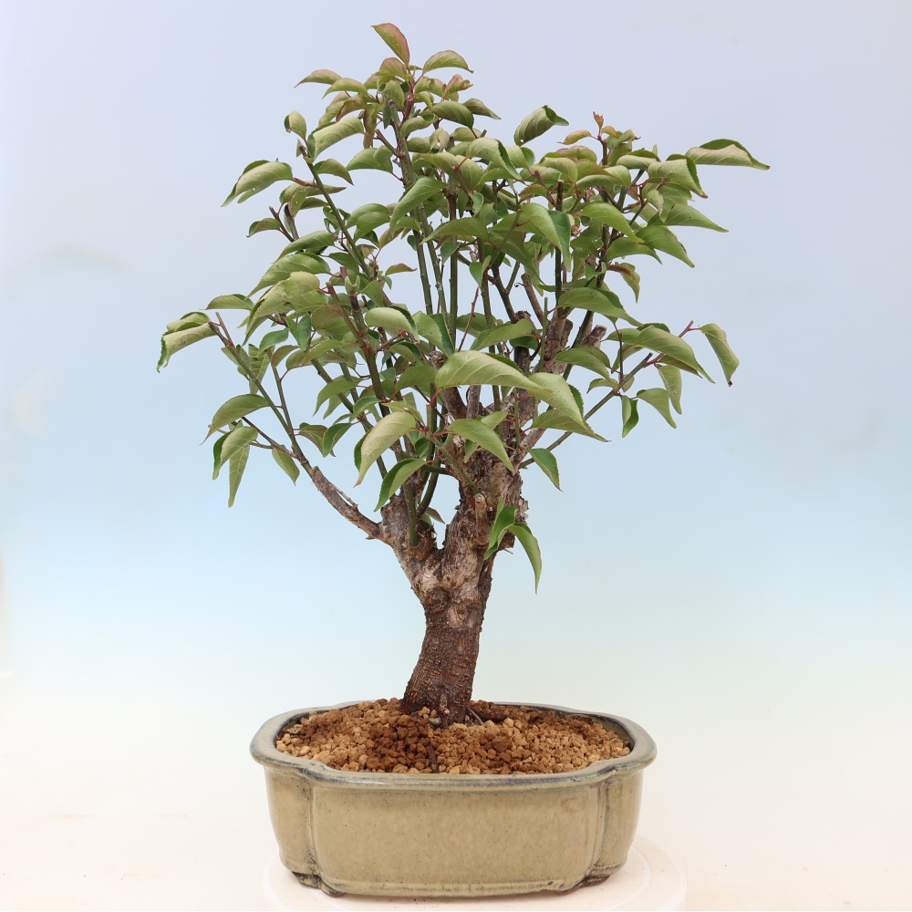 Bonsai da esterno - Albicocco giapponese - Prunus Mume