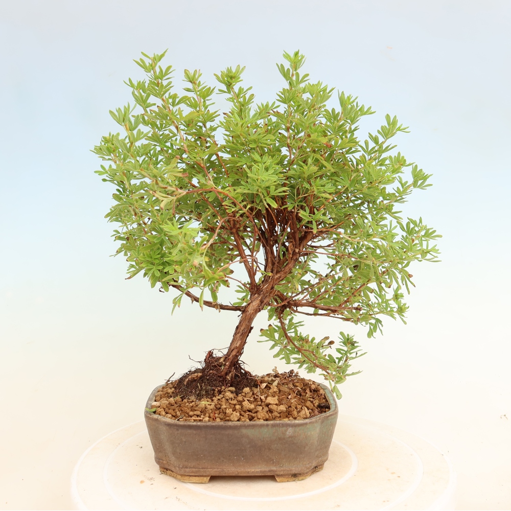 Bonsai da esterno - Potentilla fruticosa - Potentila fruticosa Bellissima