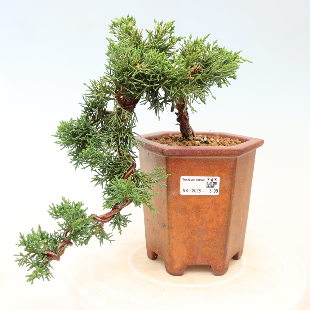 Bonsai da esterno - Juniperus chinensis Kishu