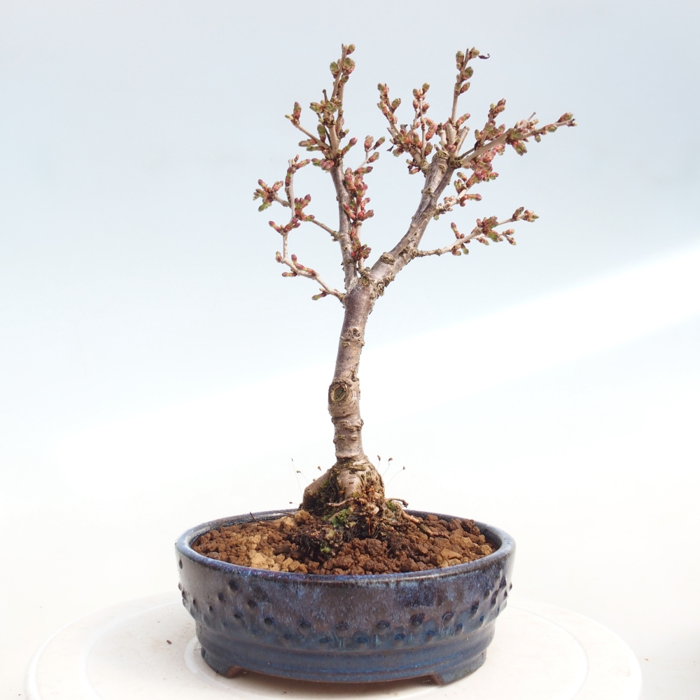 Bonsai da esterno - Prunus incisa Kojou-no mai-Plivon ritagliato