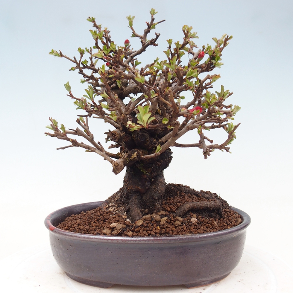 Bonsai da esterno - Chaneomeles speciosa - Cotogno