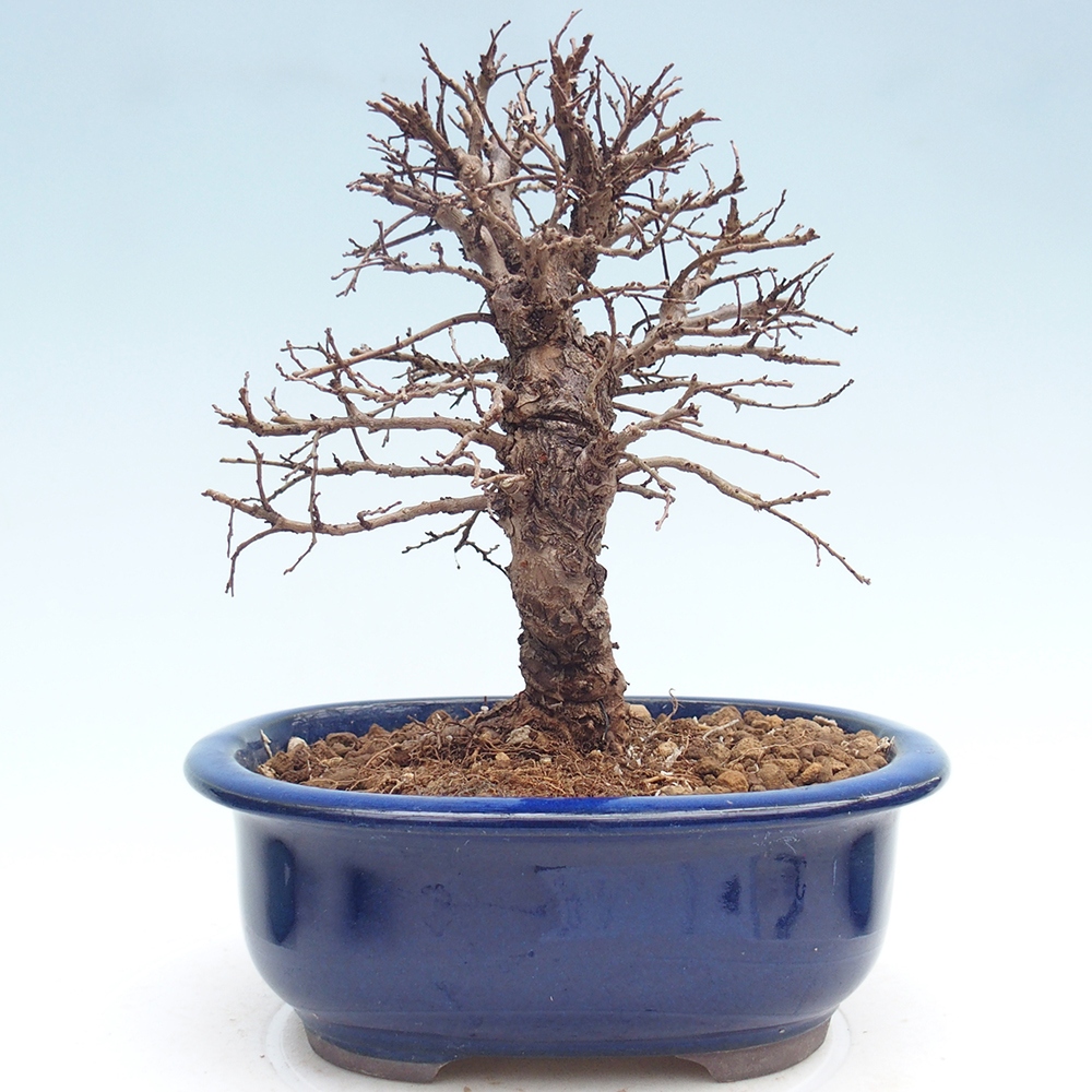 Bonsai da esterno - Zelkova - Zelkova NIRE
