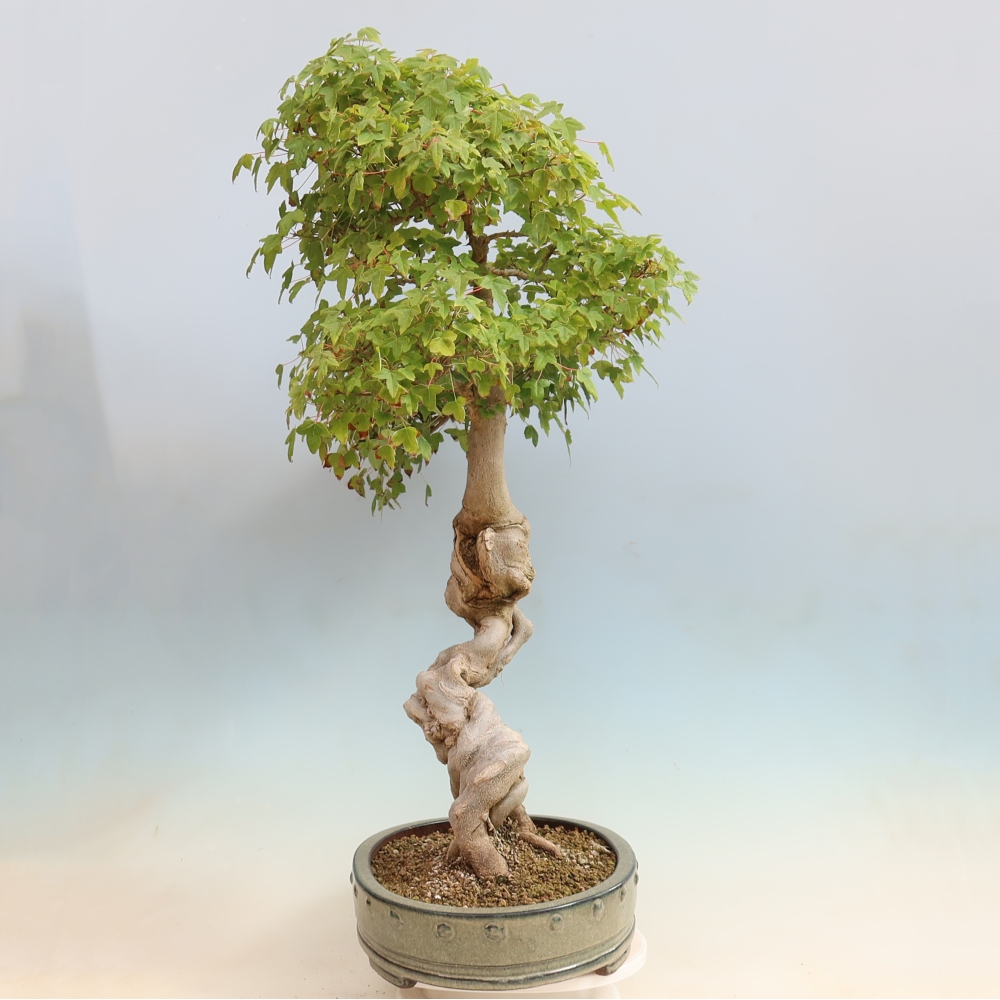 Bonsai da esterno - Acer Buergerianum - Acero di Burger