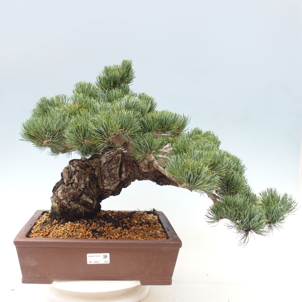 Bonsai da esterno - Pinus parviflora - Pinus parviflora