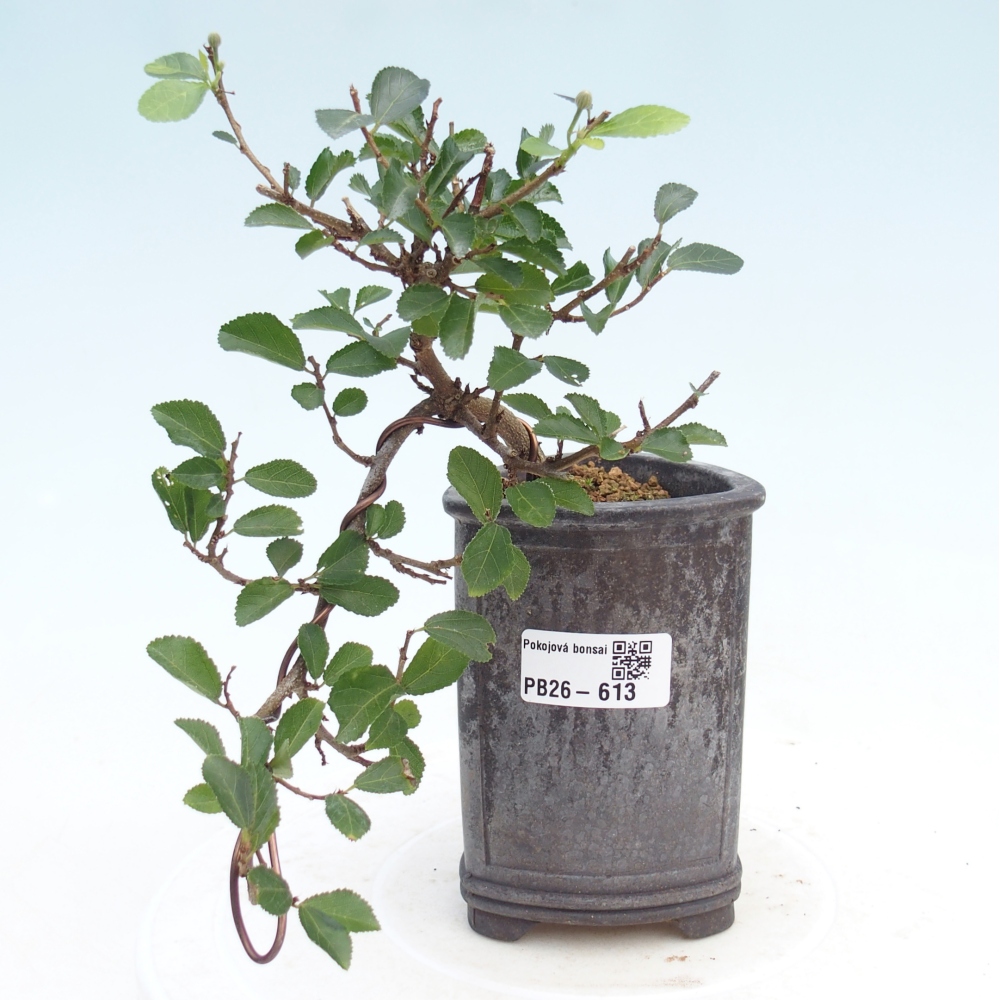 Bonsai da interno - Grewia occidentalis - Stella marina della lavanda