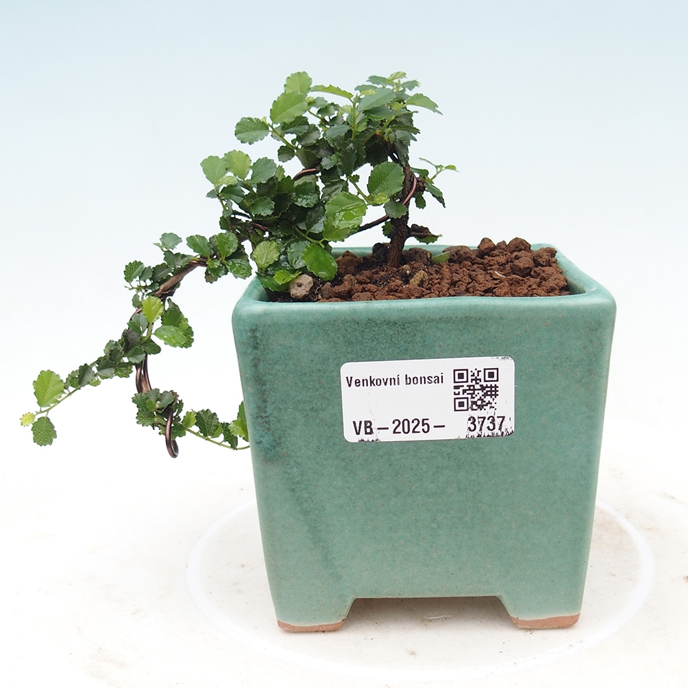 Camera bonsai - Grewia sp. - Grewia malafolia