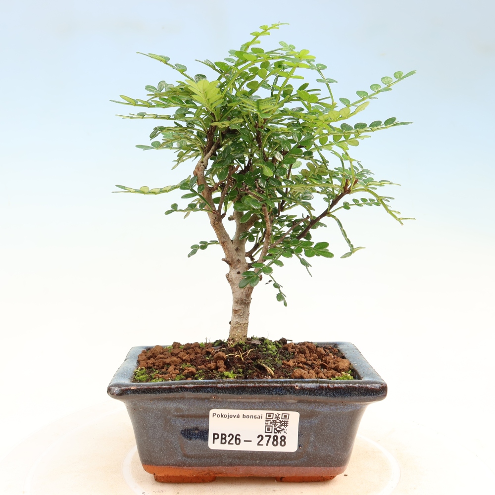 Camera bonsai - Zantoxylum piperitum - albero del pepe