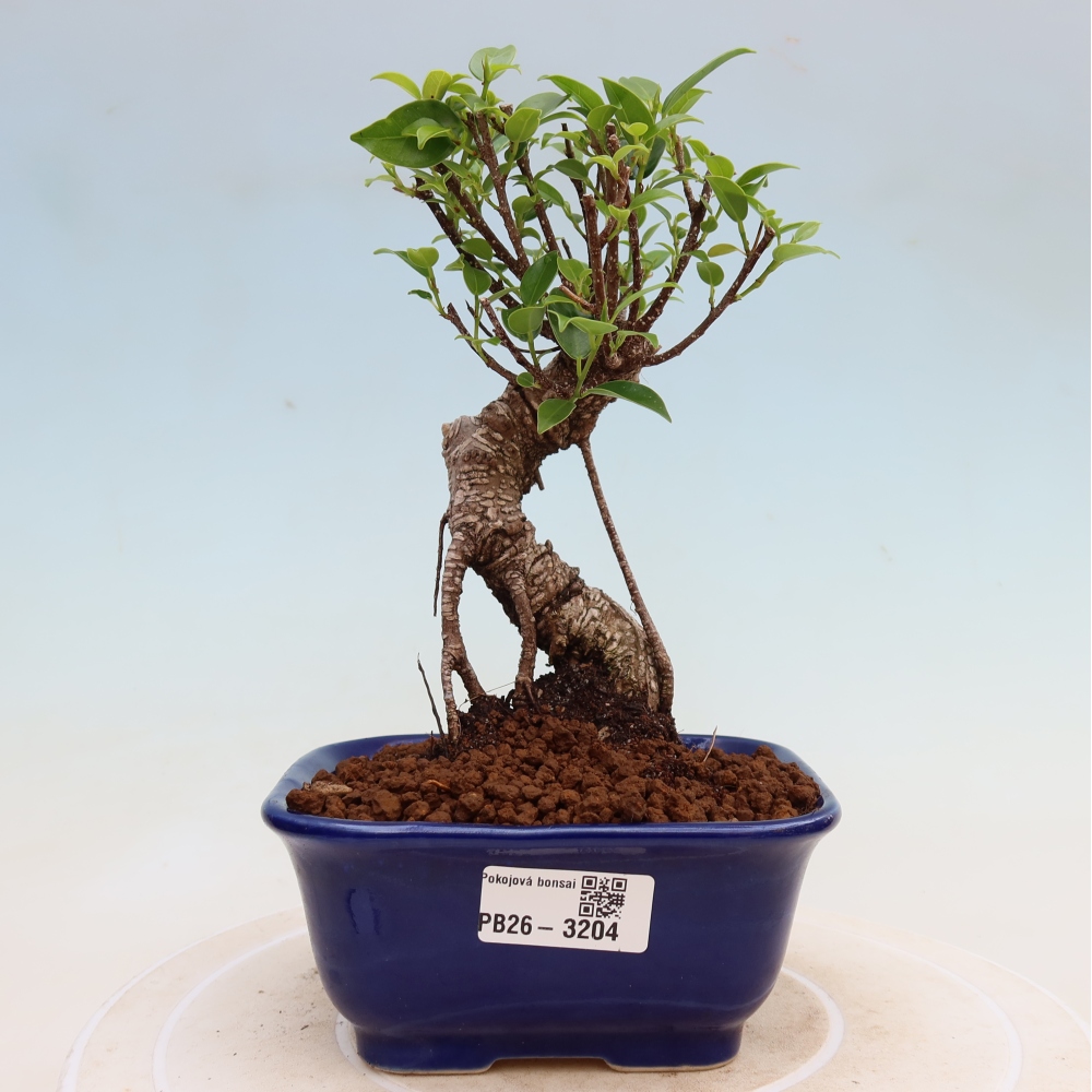 Camera bonsai - Ficus kimmen - ficus a foglie piccole
