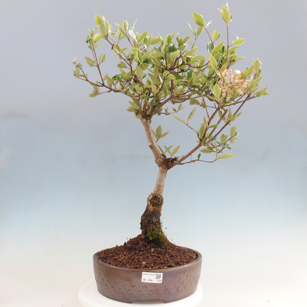Bonsai da esterno - Kalina Bodnanská - Viburum carlesii hemsi
