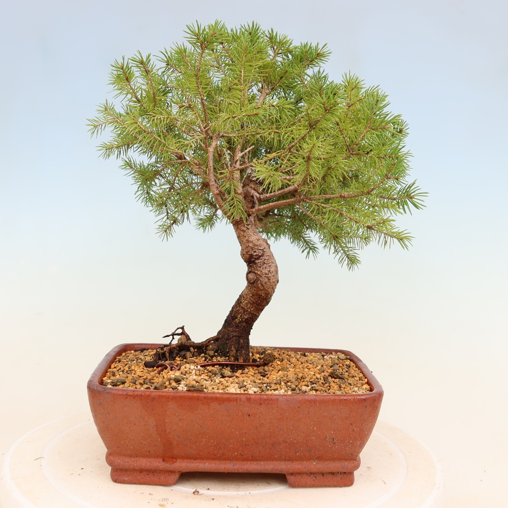 Bonsai da esterno - Abete rosso - Picea glauca globo