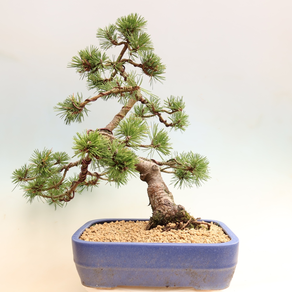 Bonsai da esterno - Pinus mugo Humpy  - Pino mugo