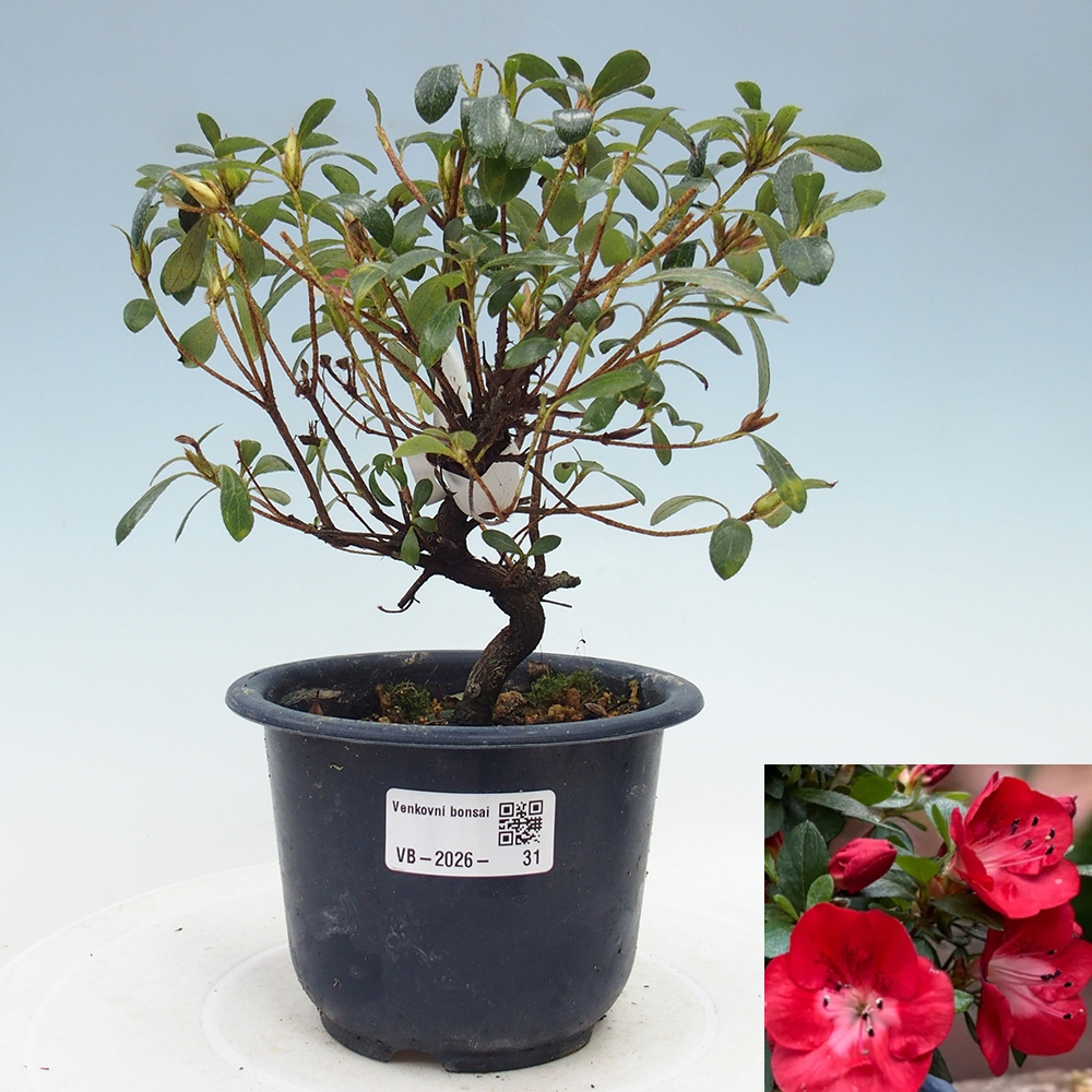 Bonsai da esterno - Azalea giapponese - Azalea Benibeni