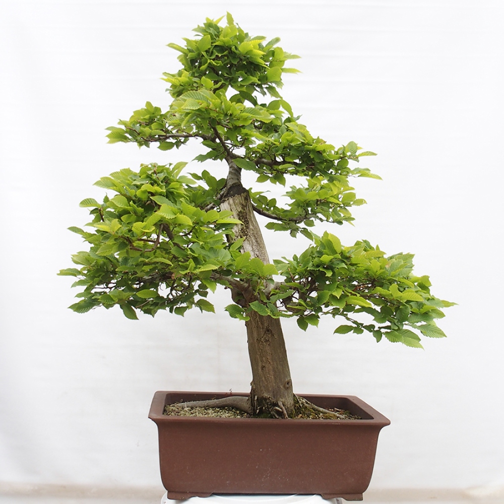 Bonsai da esterno - Carpino - Carpinus betulus