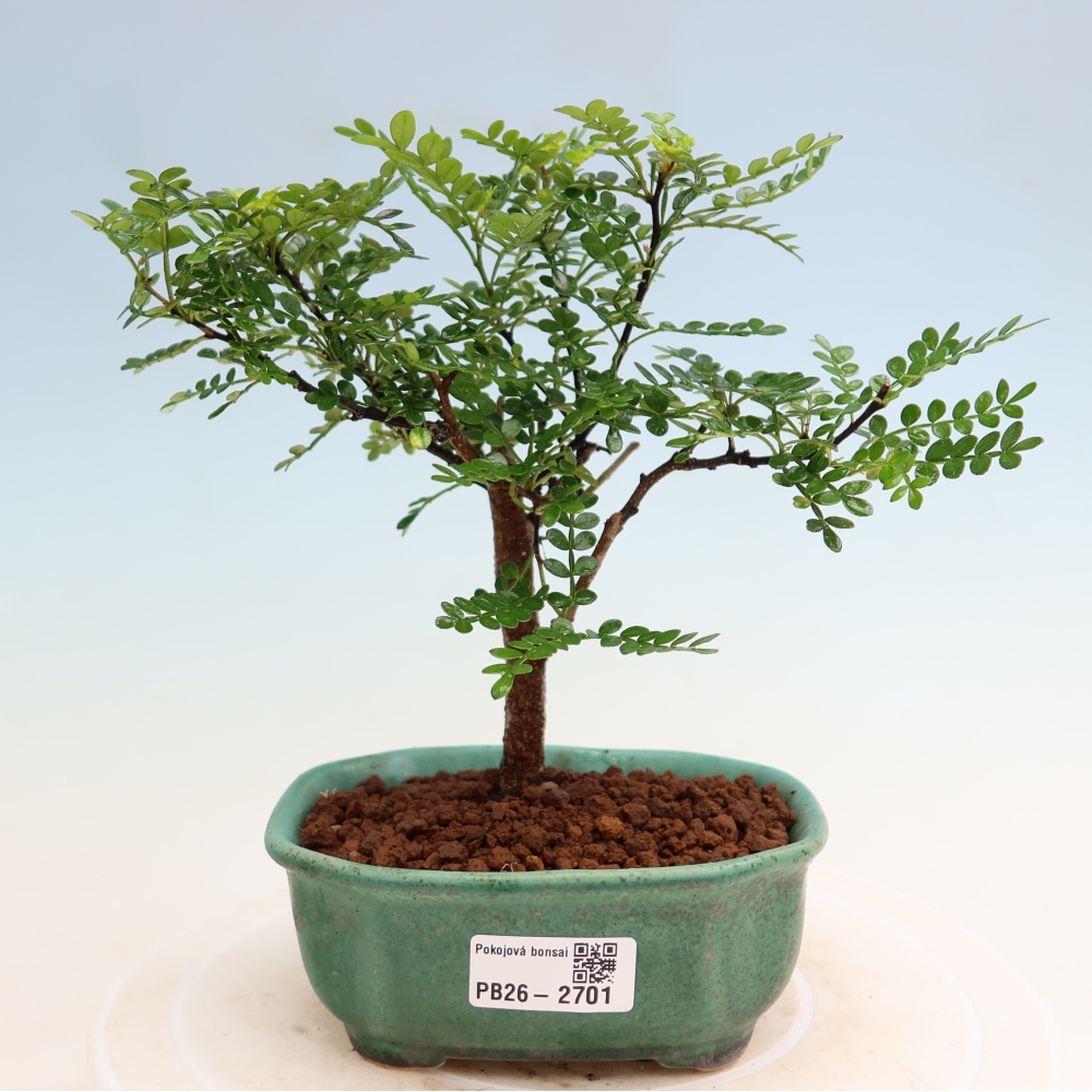 Camera bonsai - Zantoxylum piperitum - albero del pepe