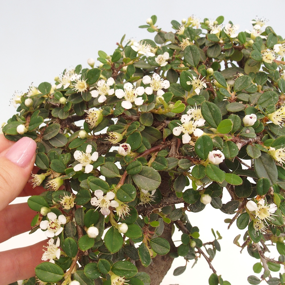 Bonsai da esterno - Cotoneaster dammeri - Roccia di Damer