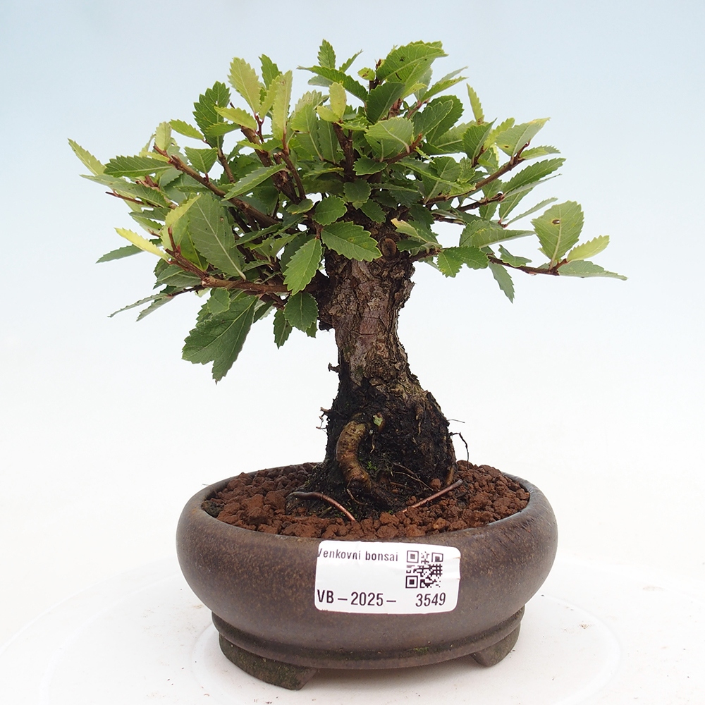 Bonsai da esterno - Zelkova - Zelkova NIRE