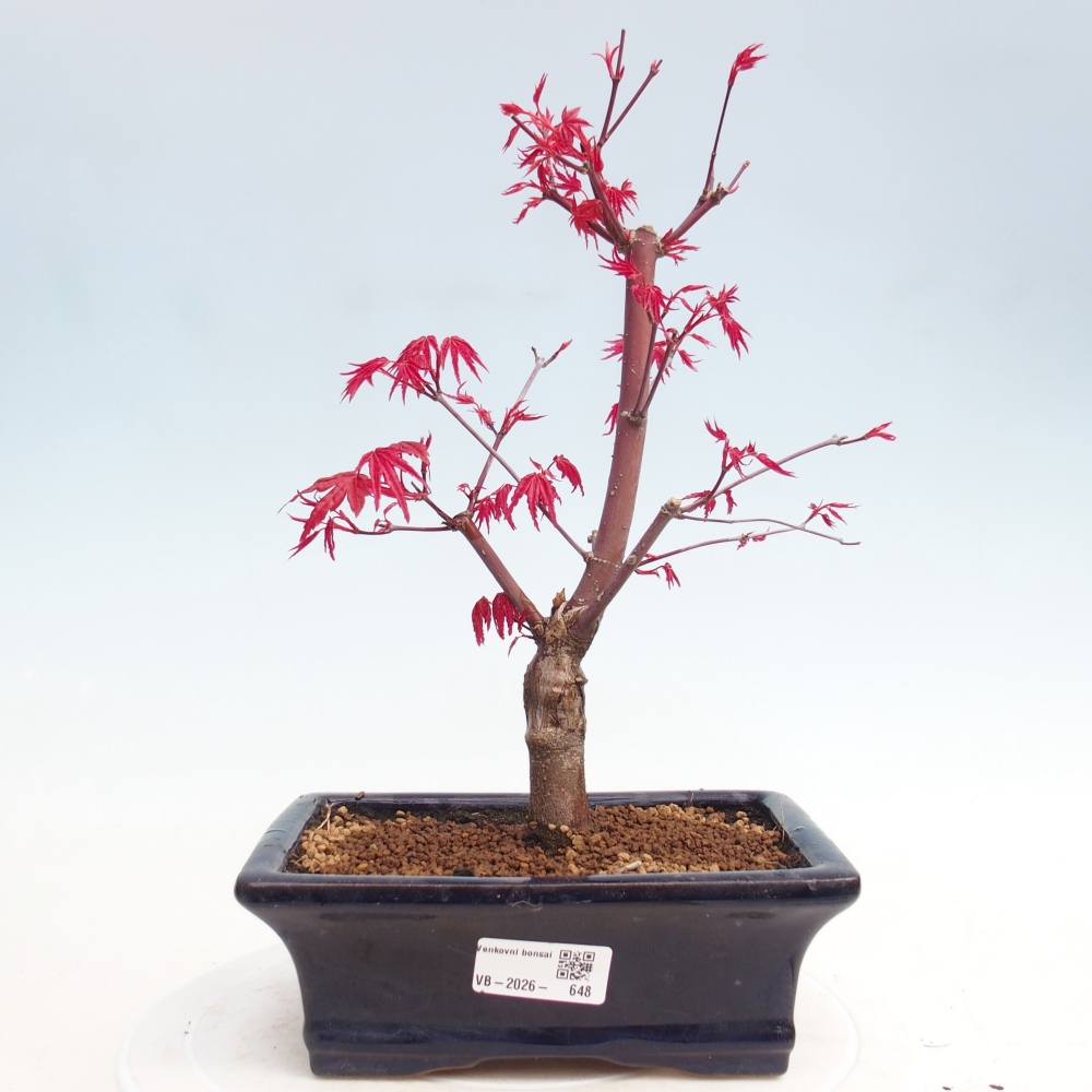 Bonsai da esterno - Acer palmatum DESHOJO