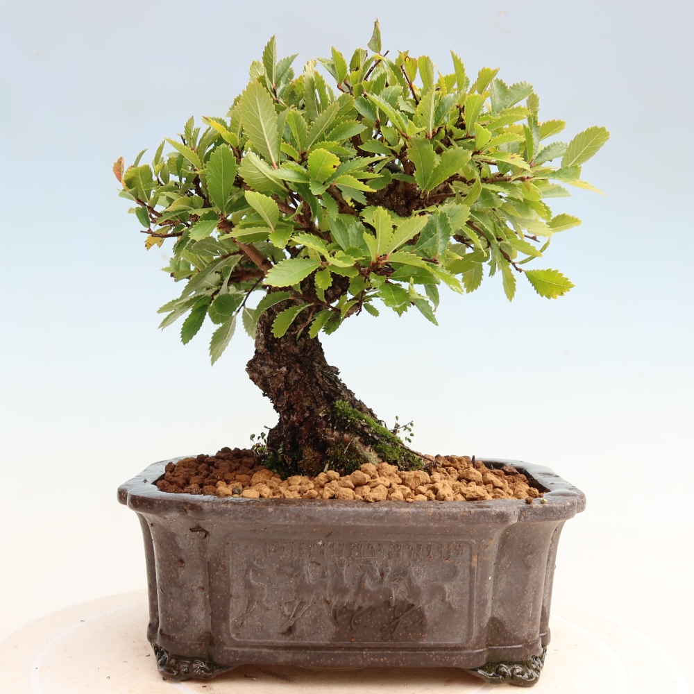 Bonsai da esterno - Zelkova - Zelkova NIRE