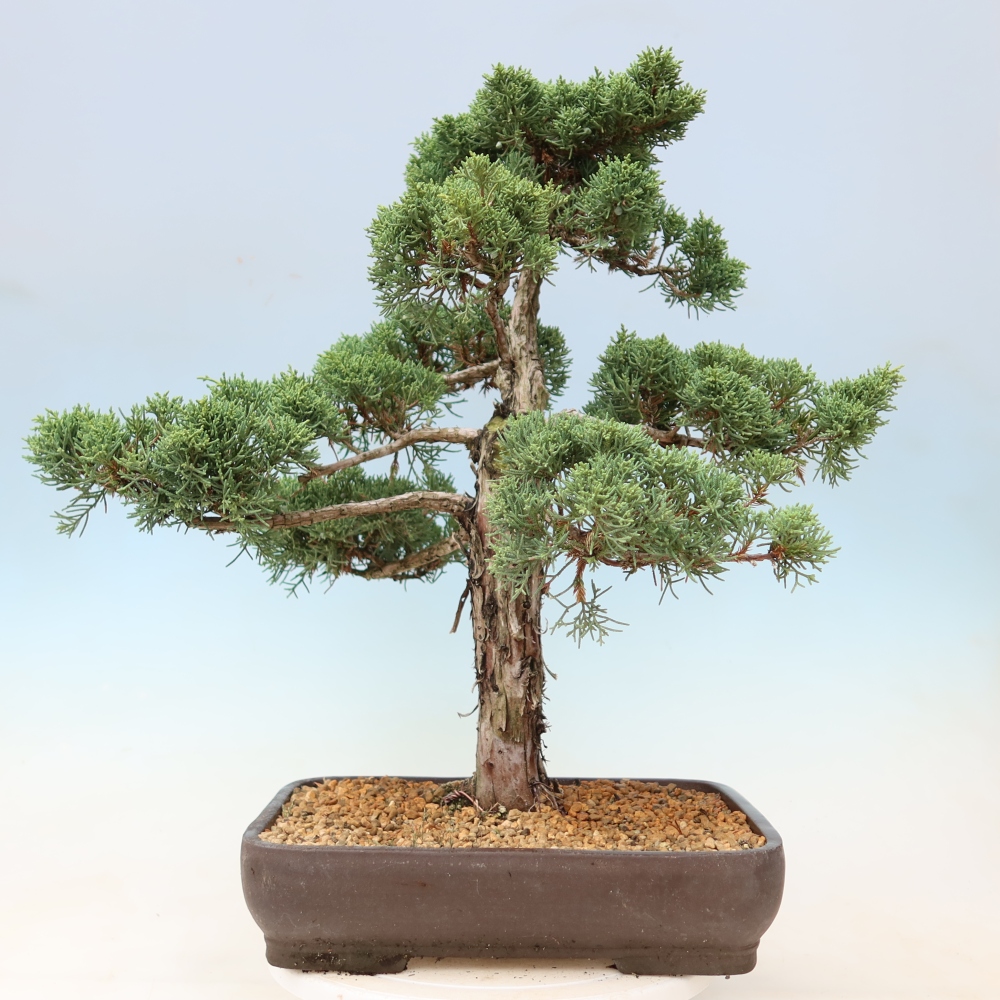 Bonsai da esterno - Juniperus chinensis Kishu