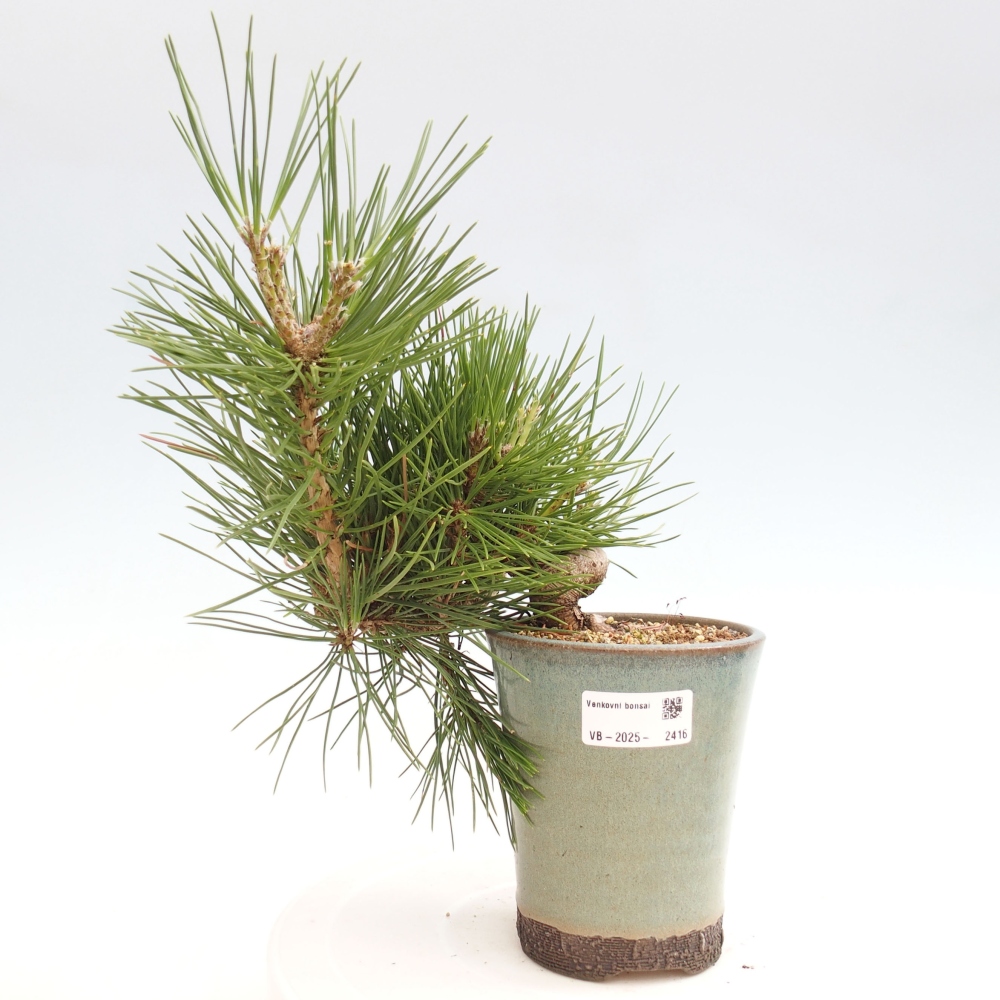 Bonsai da esterno - Pinus thunbergii - Pino di Thunberg