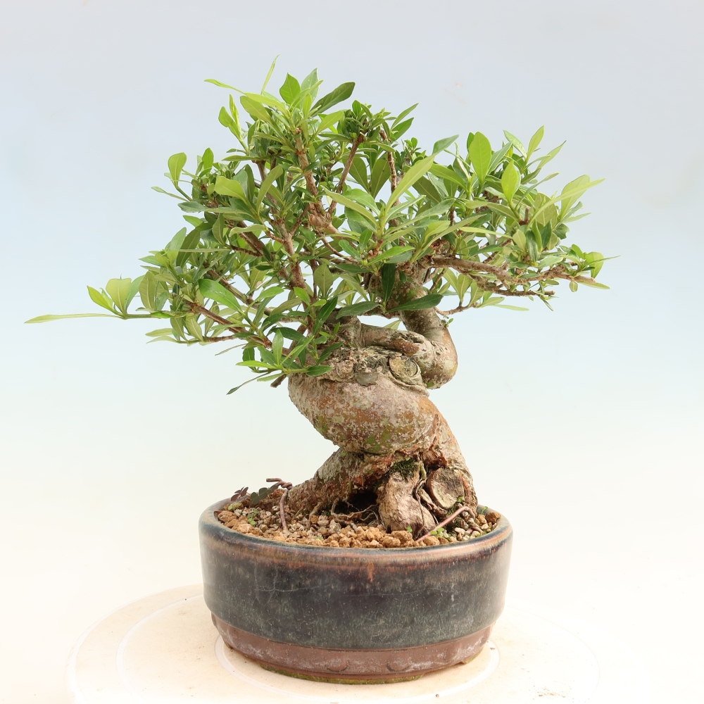 Camera bonsai - Gardenia jasminoides-Gardenia