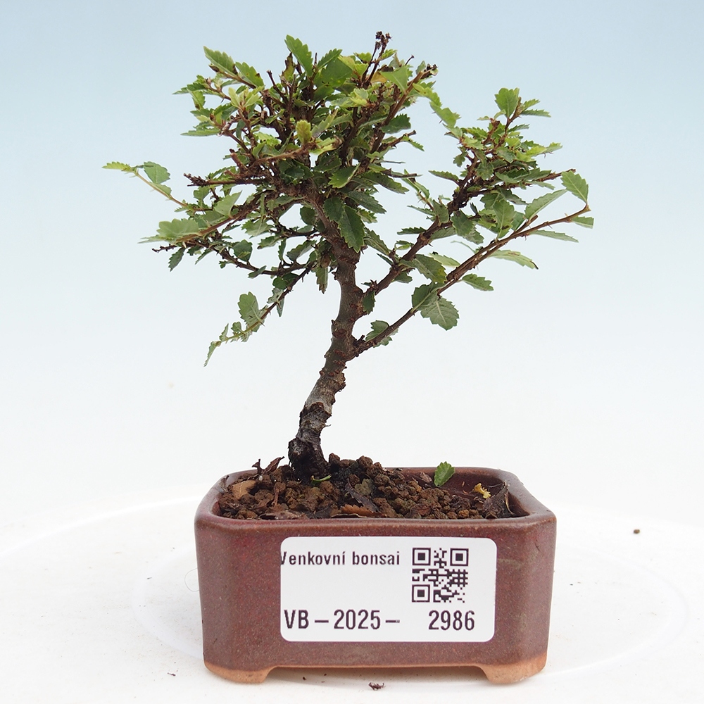 Bonsai da esterno - Ulmus parvifolia Sagei - Olmo a foglie piccole