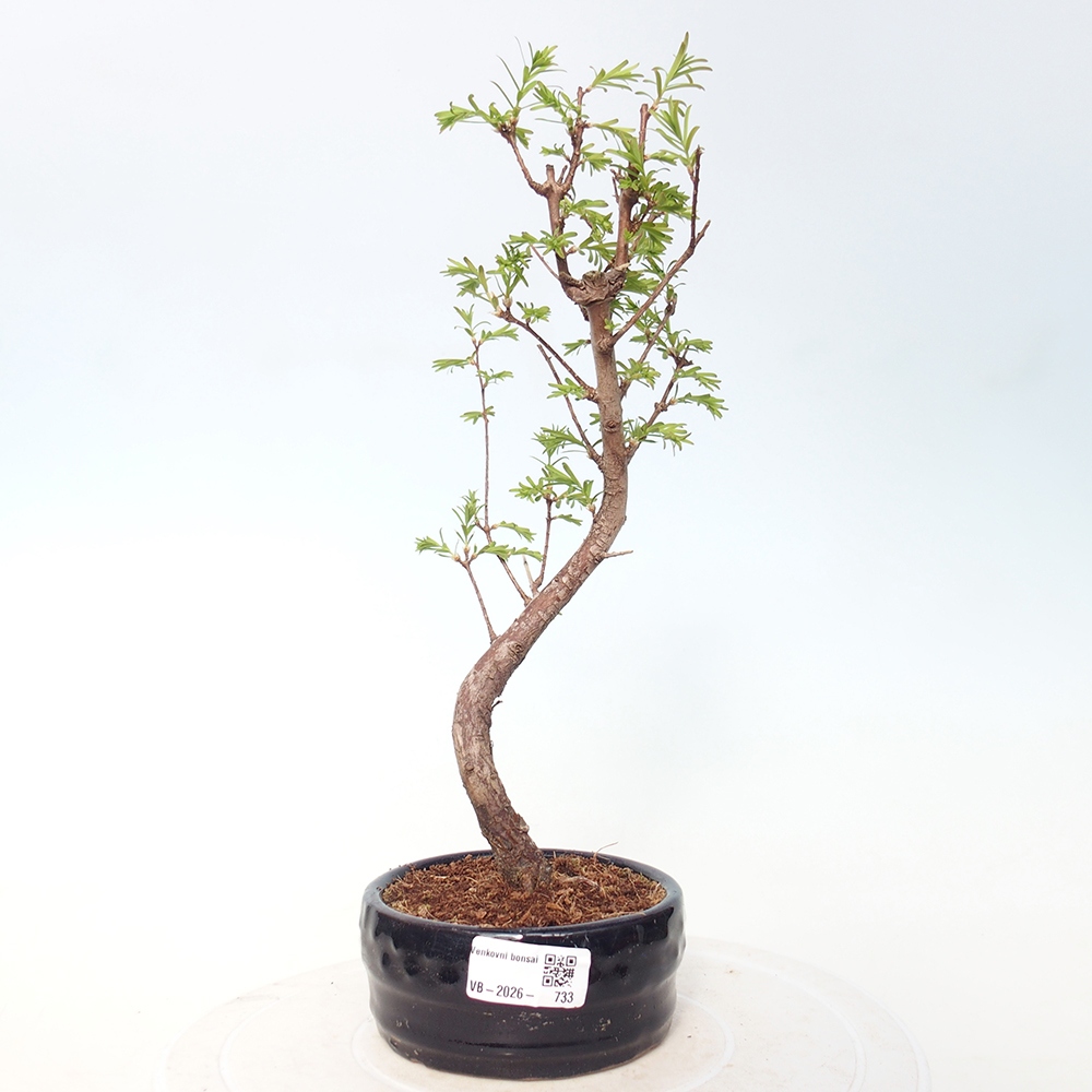 Bonsai da esterno - Metasequoia glyptostroboides - Metasequoia cinese