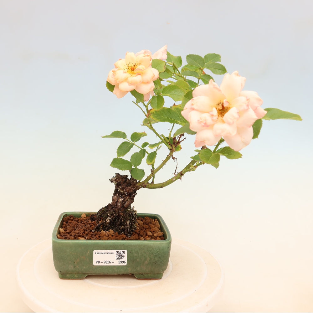 Bonsai da esterno - Rosa Kordes - rosa