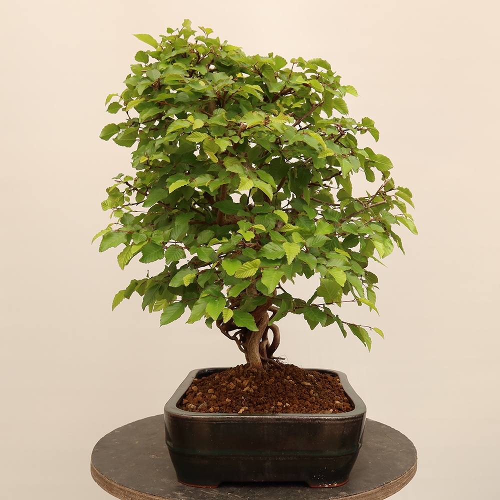 Bonsai da esterno -Carpinus Coreana - Carpino coreano