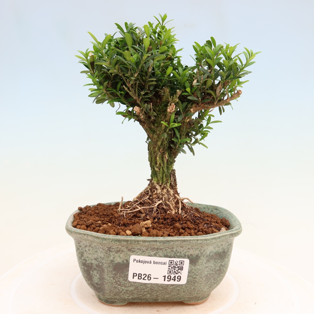 Camera bonsai - Buxus harlandii - buxus da sughero