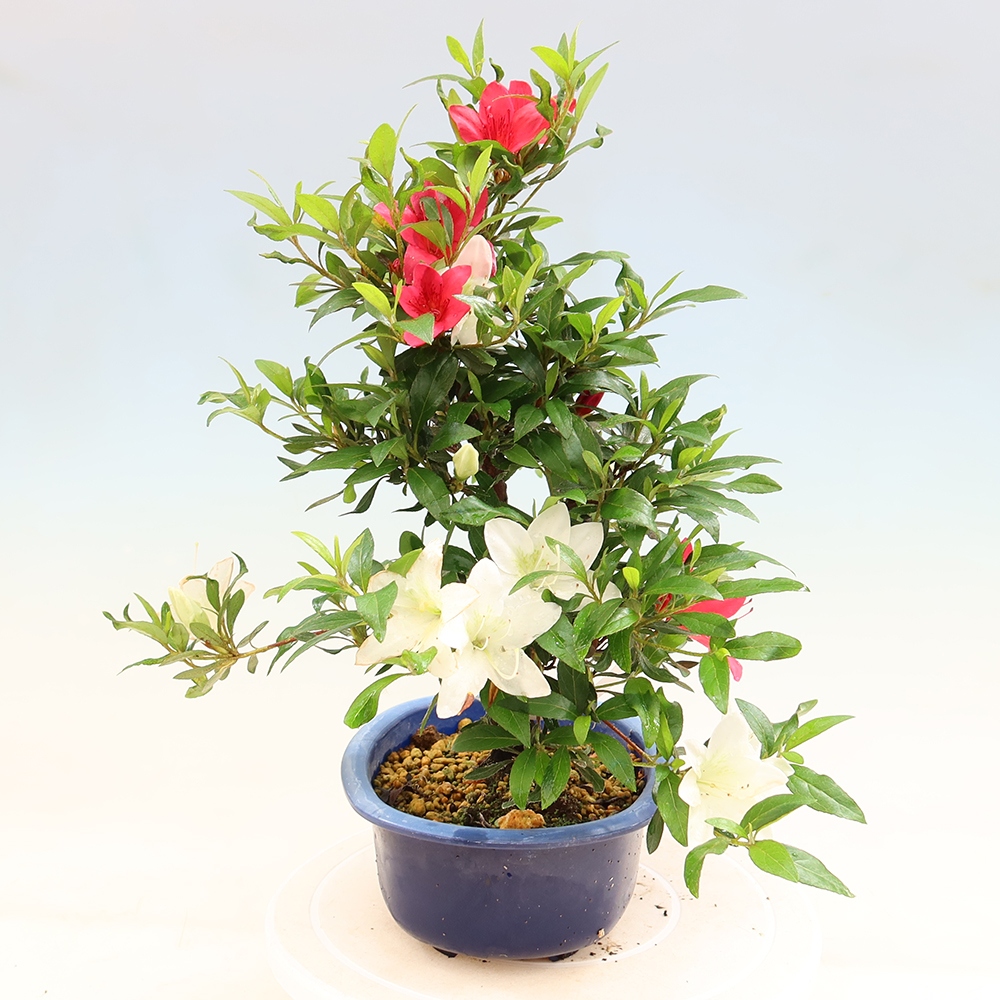 Bonsai da esterno - Azalea giapponese - Azalea CHIHIRO