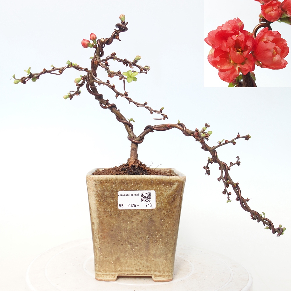 Bonsai da esterno - Chaneomeles s. Red Joy - Cotogno
